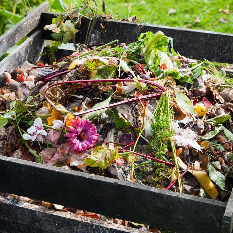 yard-waste-pickup-how-to-prepare-your-organic-debris